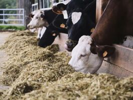 Ration vache laitière : calcul & mode d’emploi