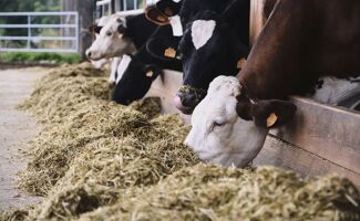 Comment bien démarrer un veau : les 5 erreurs à éviter à l’allaitement