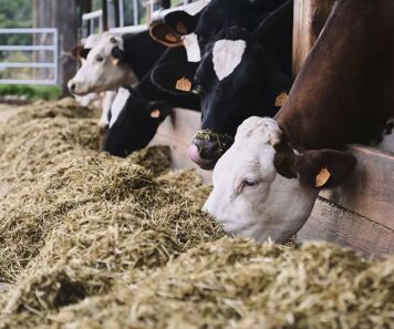 Comment bien démarrer un veau : les 5 erreurs à éviter à l’allaitement