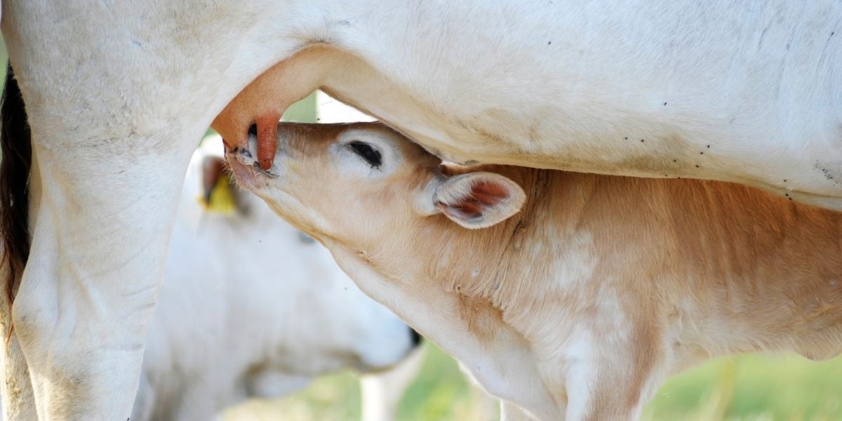 Comment avoir des veaux en bonne santé : les repères clés