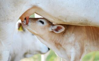 Comment avoir des veaux en bonne santé : les repères clés