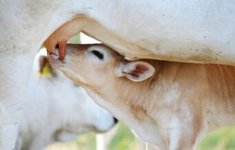 Comment avoir des veaux en bonne santé toute l’année