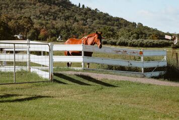 cheval derriere une barriere de prairie