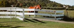 cheval derriere une barriere de prairie