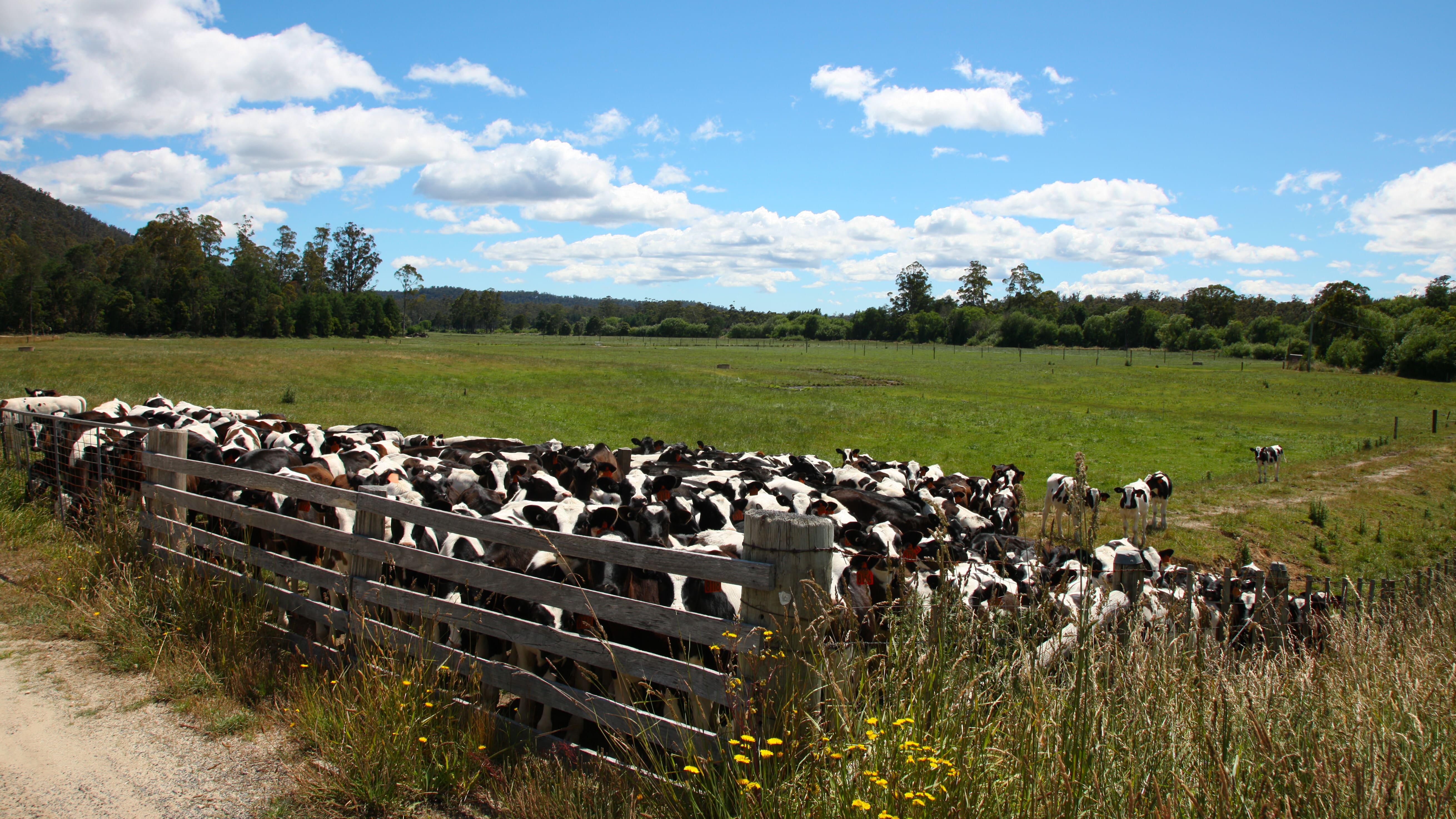 vaches derriere une barriere-de-prairie
