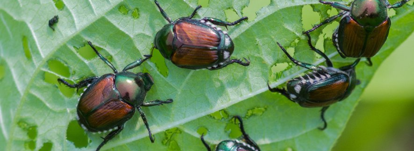 Lutter contre les bioagresseurs : méthodes naturelles & chimiques