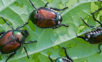 Lutter contre les bioagresseurs : méthodes naturelles & chimiques