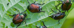 Bioagresseurs