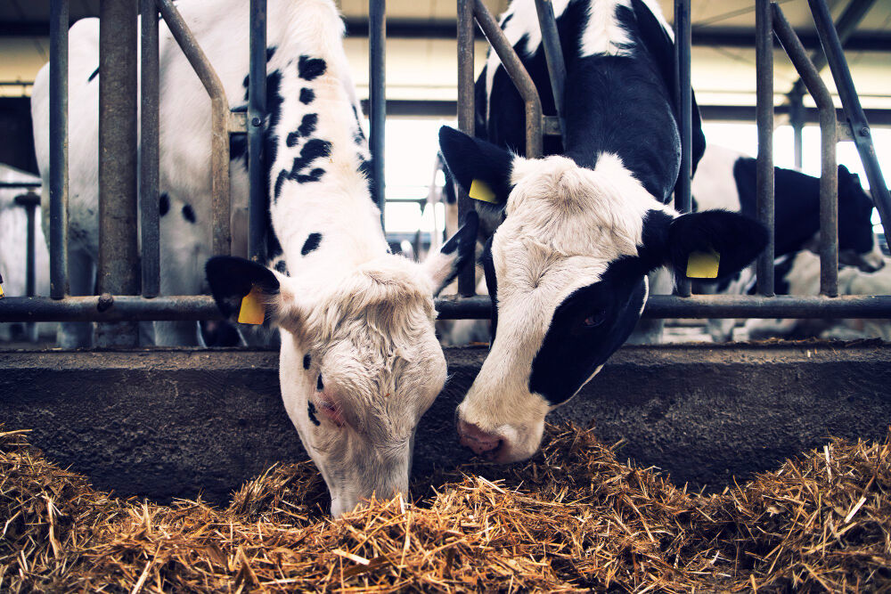 Comment calculer la matière utile du lait ?