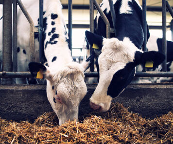 Comment calculer la matière utile du lait ?