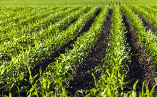 La Chicorée : Un Trésor pour les Agriculteurs et les Consommateurs