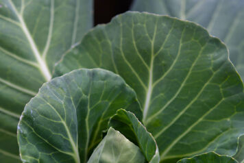 Zoom chou fourrager