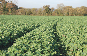 champs colza fourrager