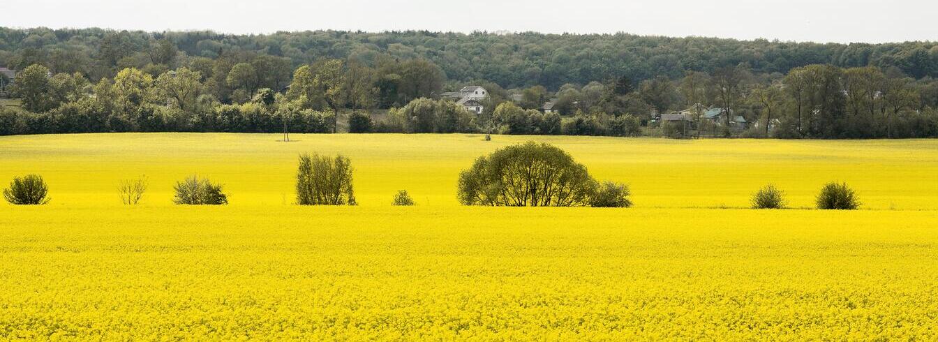Colza (plante) : origine, variétés, culture, associations