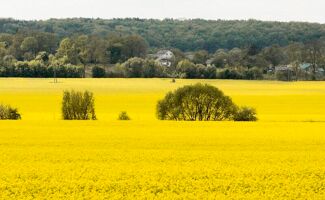 Colza (plante) : origine, variétés, culture, associations