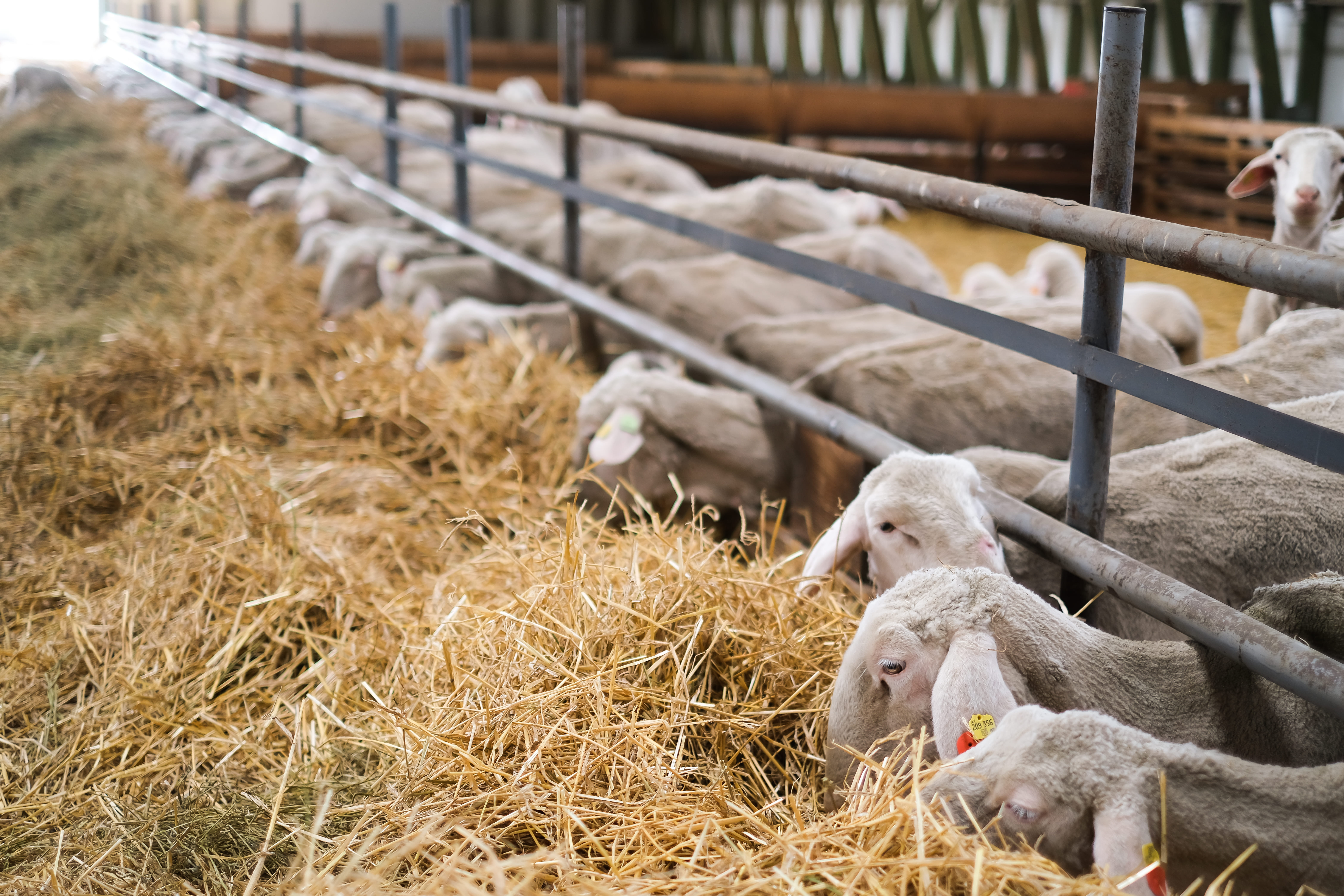  zoom moutons degustant du foin a travers un cornardis