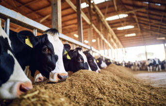 chevaux degustant du foin à travers un cornadis
