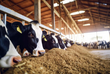 chevaux degustant du foin à travers un cornadis
