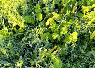 Couverts végétaux : pourquoi les agriculteurs changent d’avis