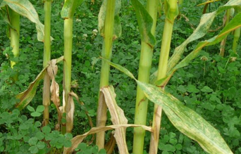 Couvert végétal sous culture de maïs