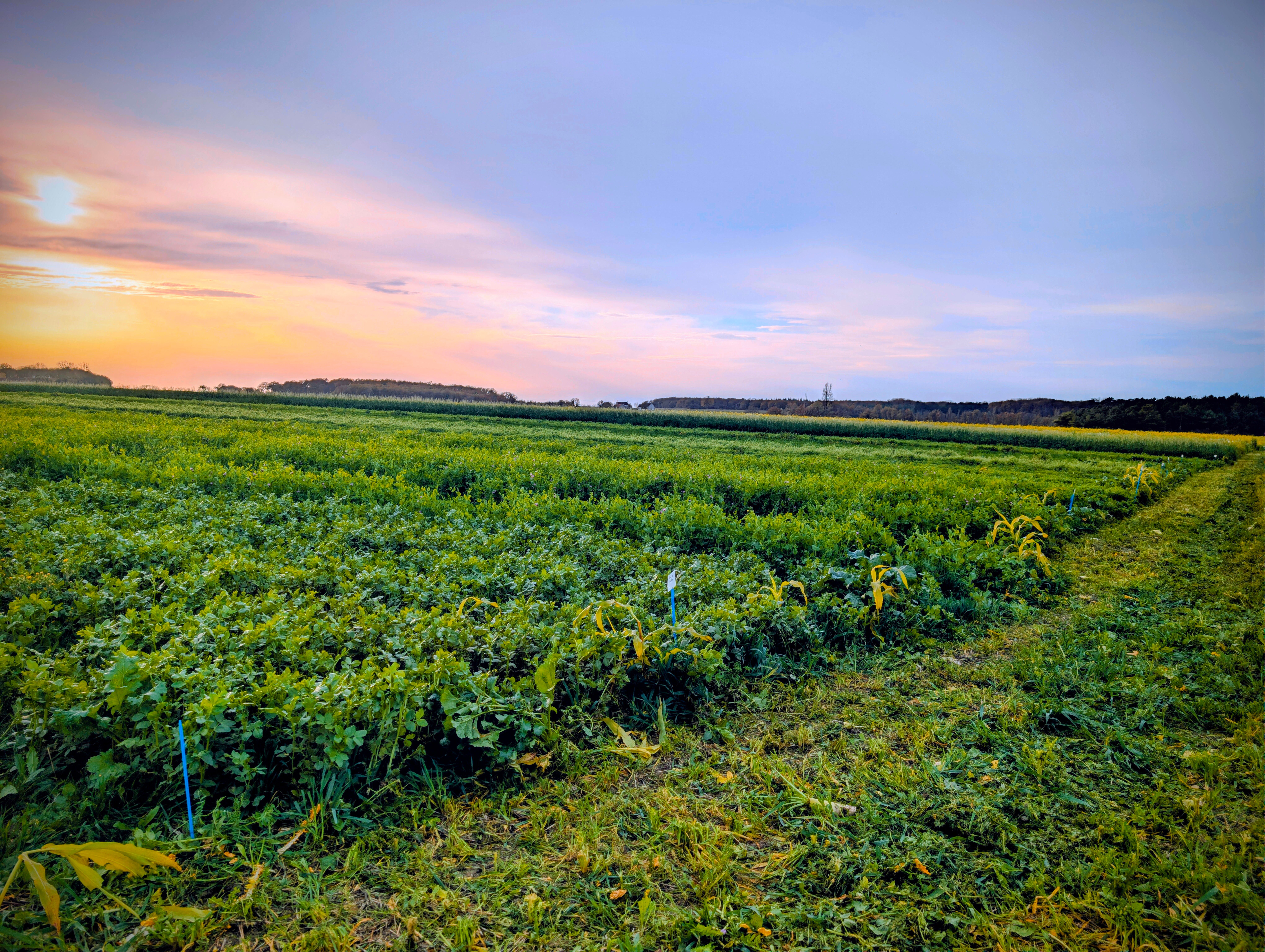 Densité de semis couvert végétal : règle et calcul en kg/ha