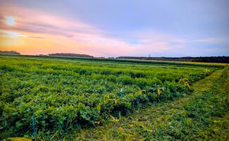 Densité de semis couvert végétal : règle et calcul en kg/ha