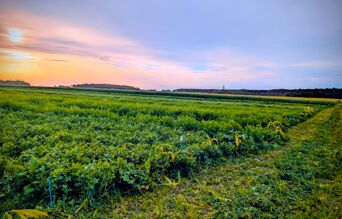 Champs de couvert végétal