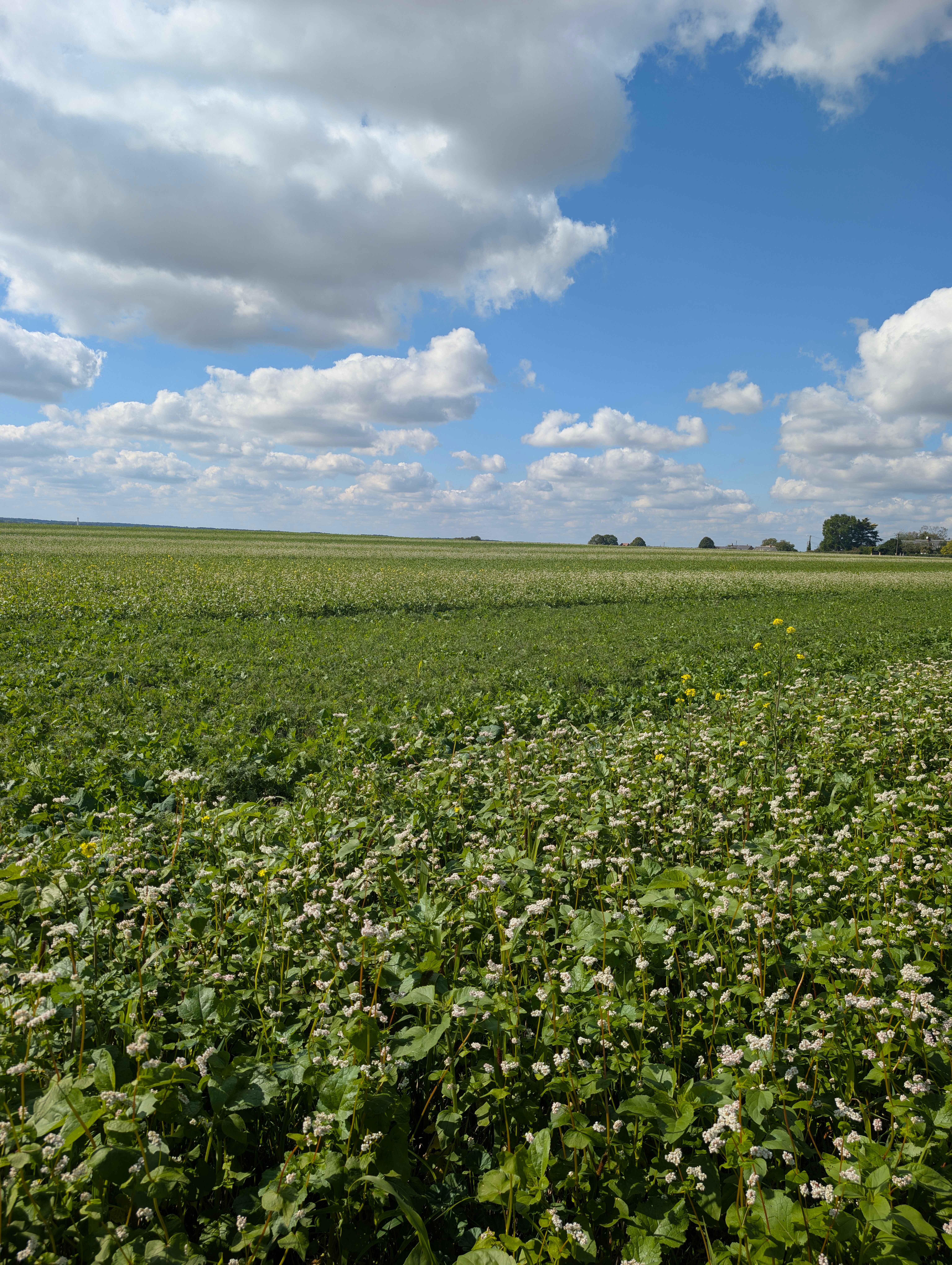 Composer son couvert végétal 