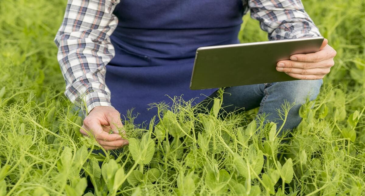 agriculteur analysant un couvert vegetal avec sa tablette 