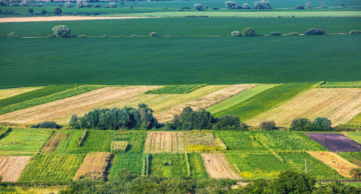 vue aérienne de plusieurs champs cultives 