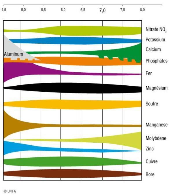 Analyse physico-chimique du sol : pH, CEC et équilibre minéral