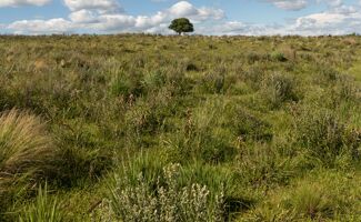 Dactyle (Fiche technique) : Culture et semis de cette plante fourragère