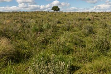 champ de dactyle agglomere