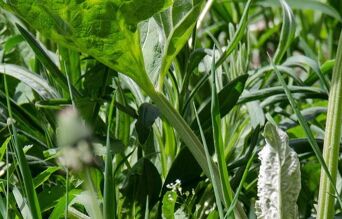 gros plans mauvaise herbes