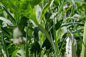 gros plans mauvaise herbes