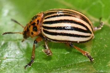 Doryphore sur une feuille