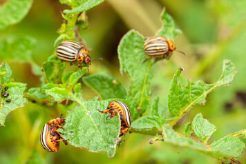 doryphores devorant des feuilles