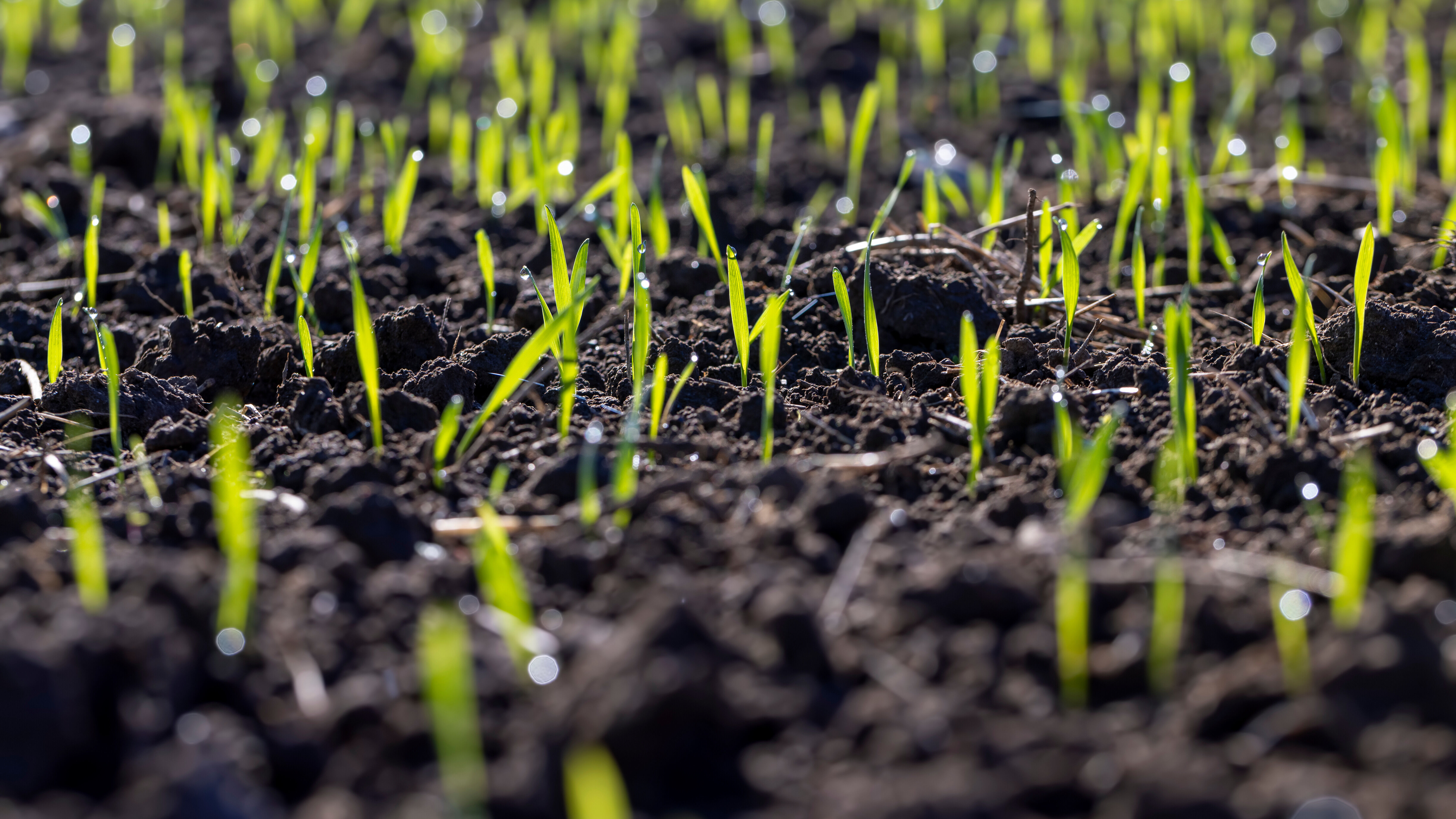 Comment choisir un engrais organique ? (Sol, plante, minéraux...)