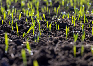 Comment choisir un engrais organique ? (Sol, plante, minéraux...)