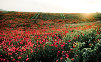 Guide complet sur l'engrais vert (culture, sol, plante)