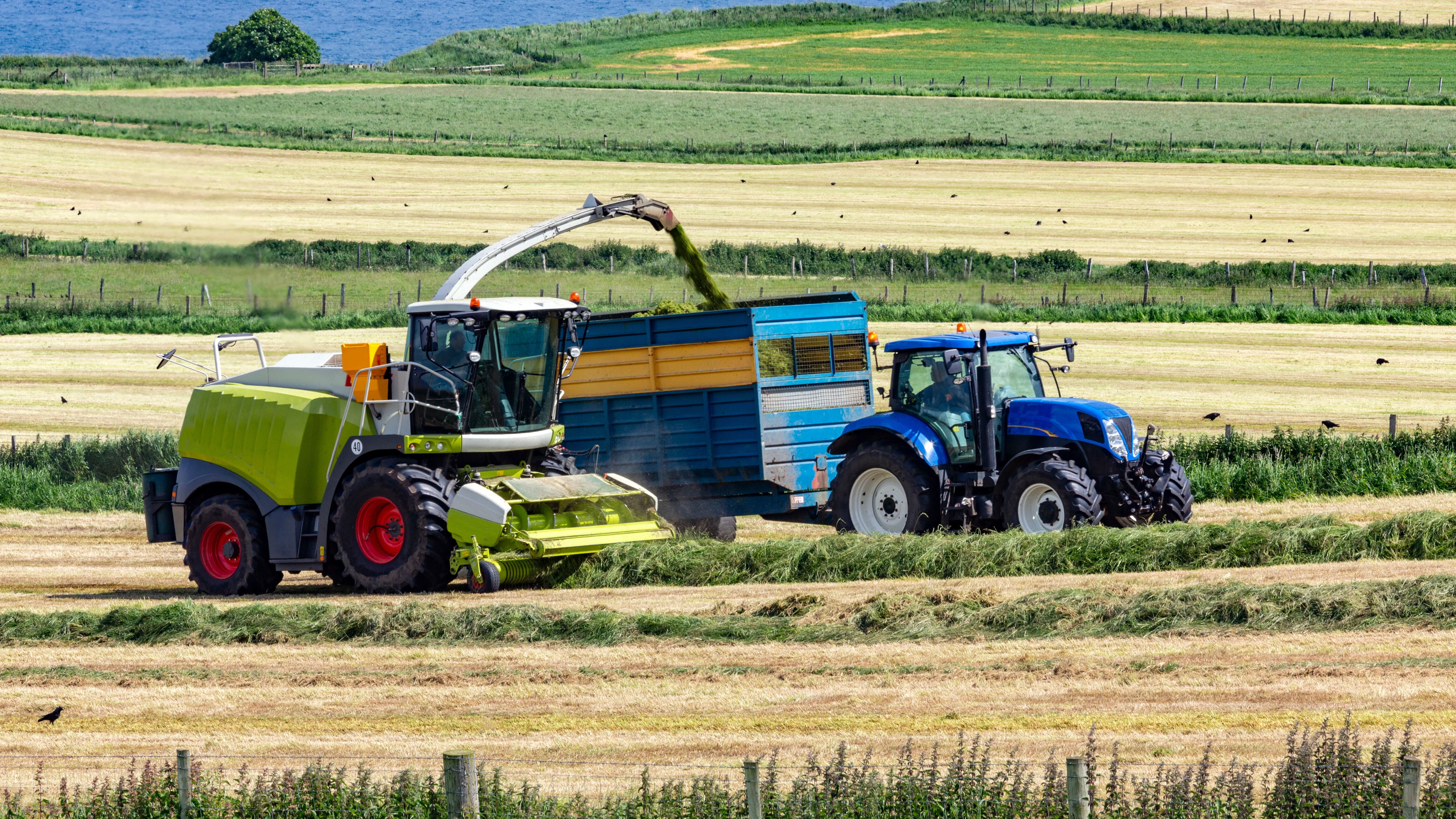 Ensilage d'herbe : pratique et conseils !