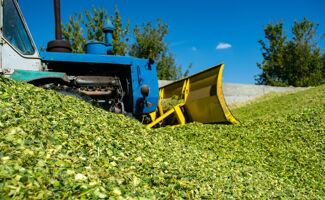 Maïs ensilage : ce qu'il faut savoir