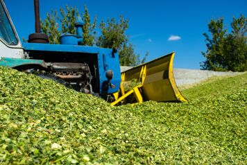 ensilage vert de mais