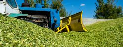 ensilage vert de mais