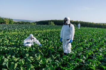 trois maraichers en combinaison masque epi dans un champ