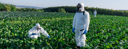 trois maraichers en combinaison masque epi dans un champ