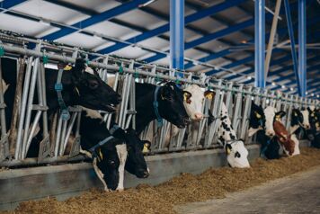 Vache dans une étable