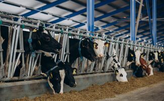Asséchant litière pour bovin : DRY MAX