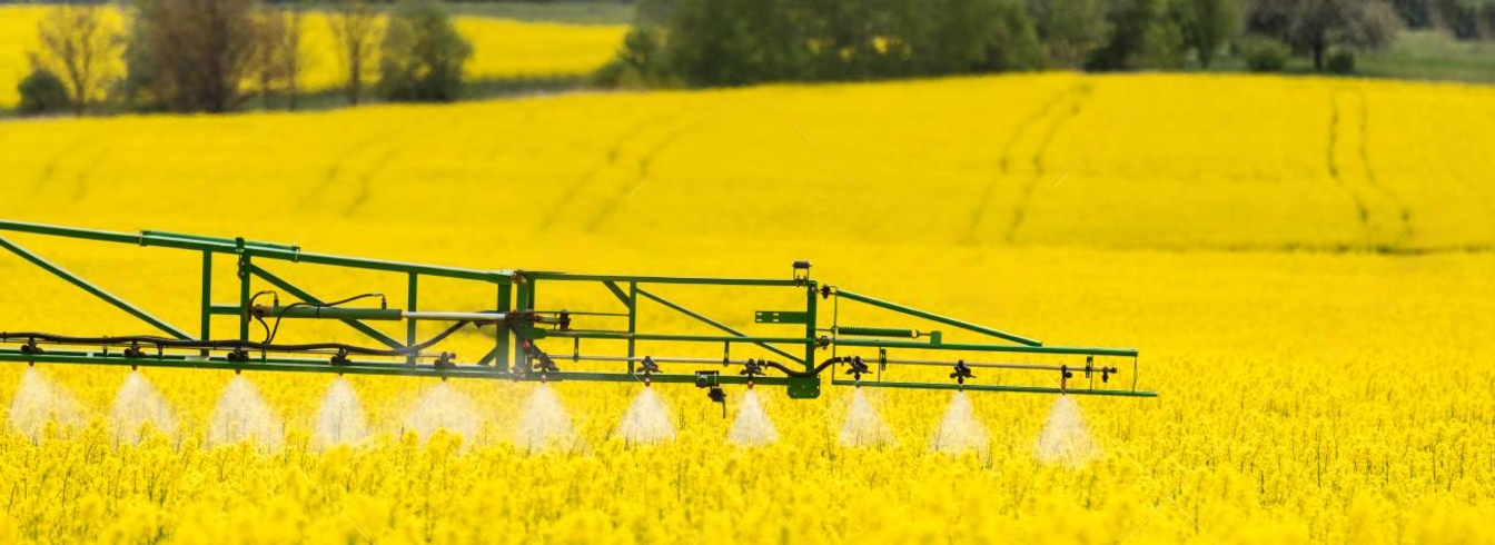 Fertilisation du colza : stratégie, apports, carences
