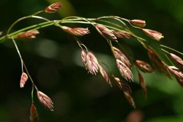 Fétuque rouges vue de prés